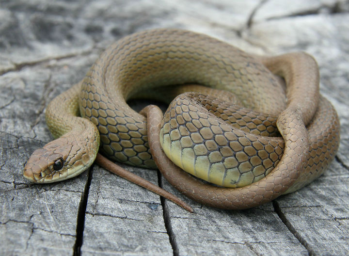 Yellow-bellied Racer